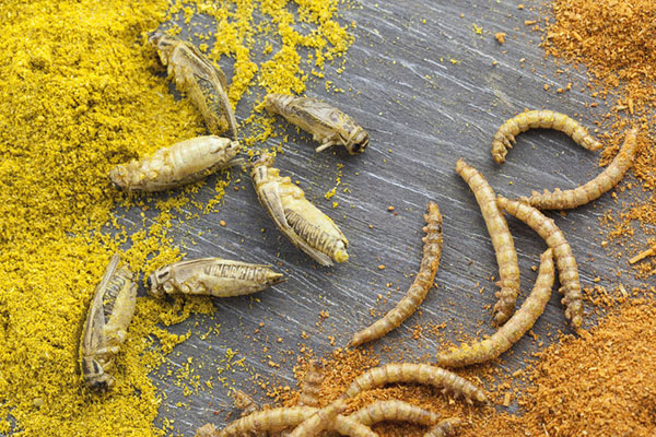 eating-bugs