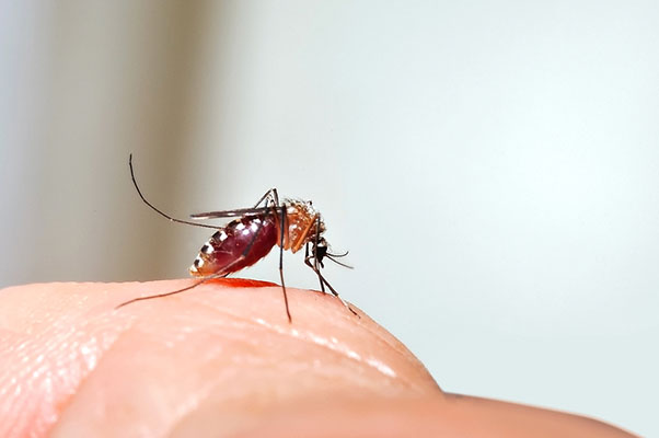 mosquito