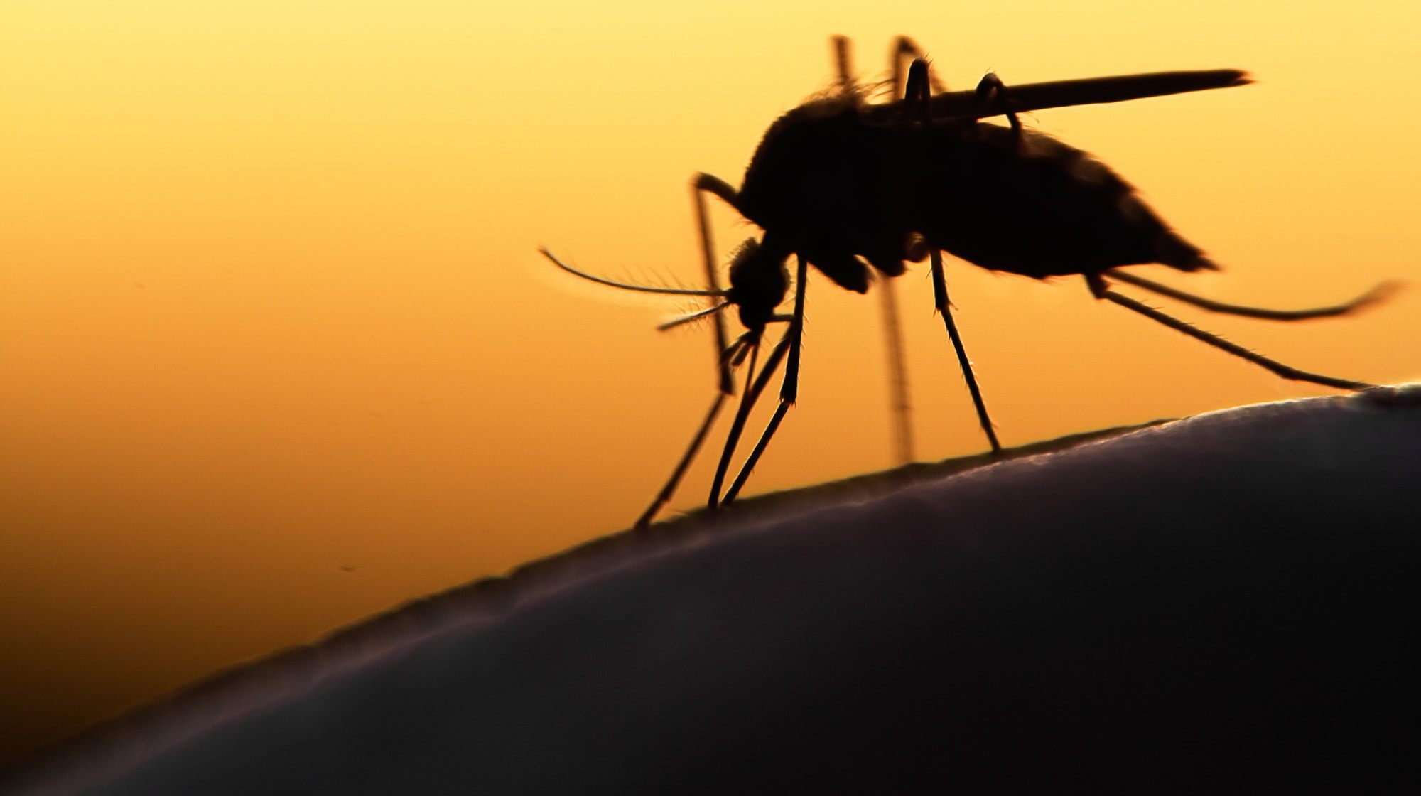 mosquito with a sunset background