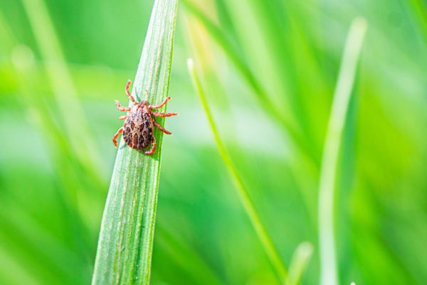 tick on grass