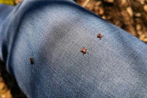 tick on jeans
