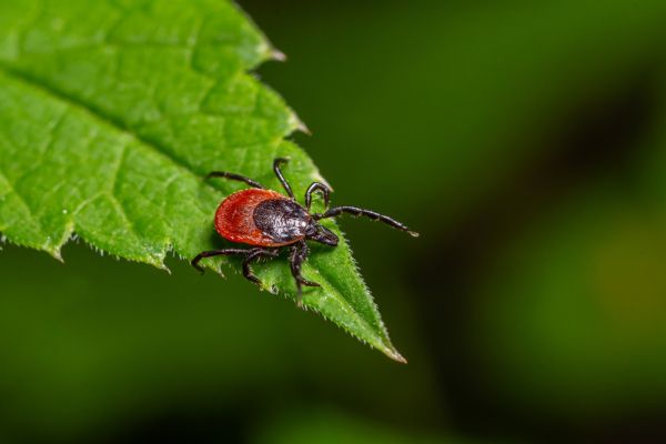 tick on leaf