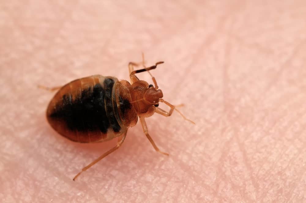 where do bed bugs bite