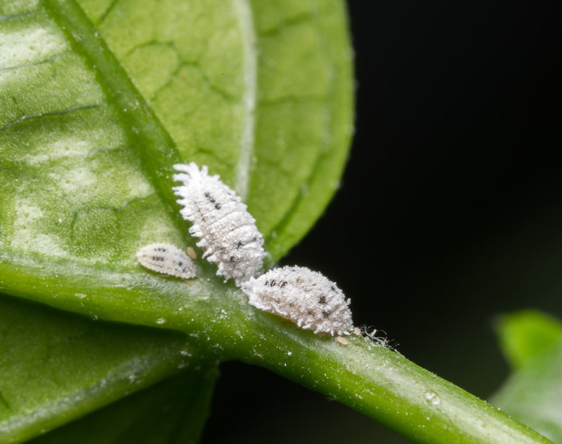 mealybugs on plant