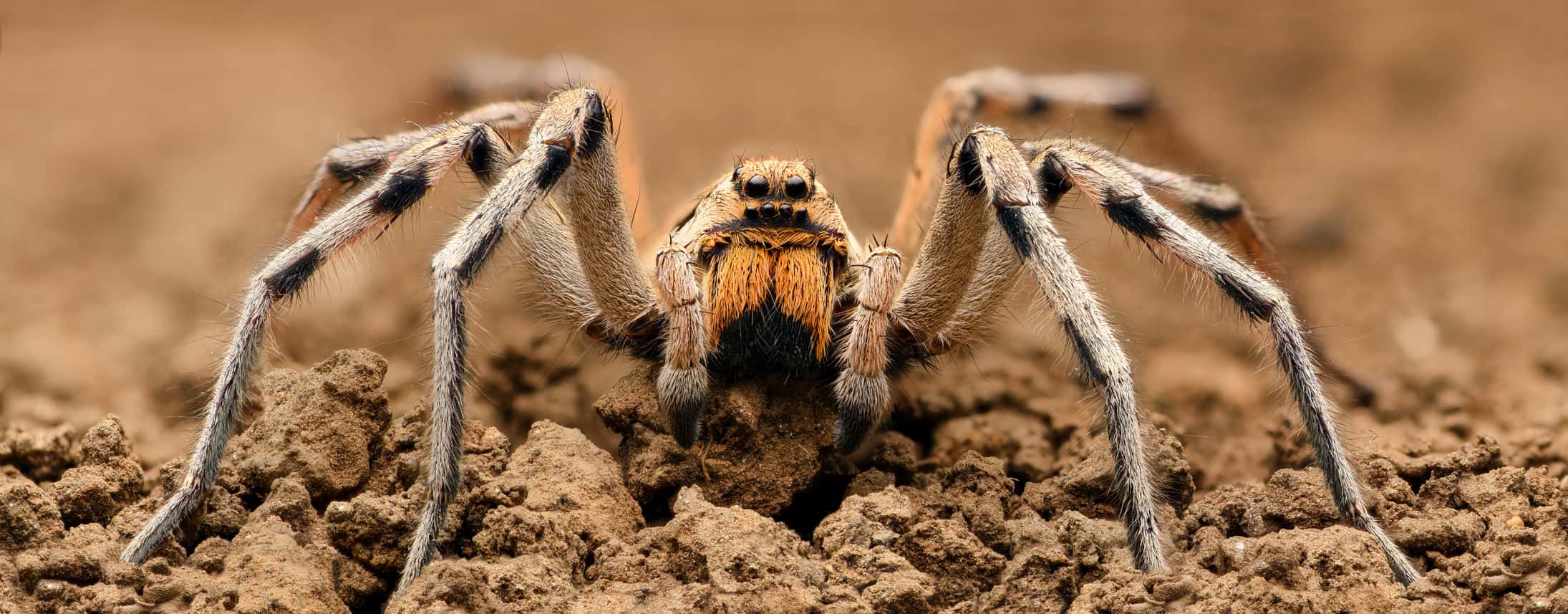 wolf-spider-dirt-main