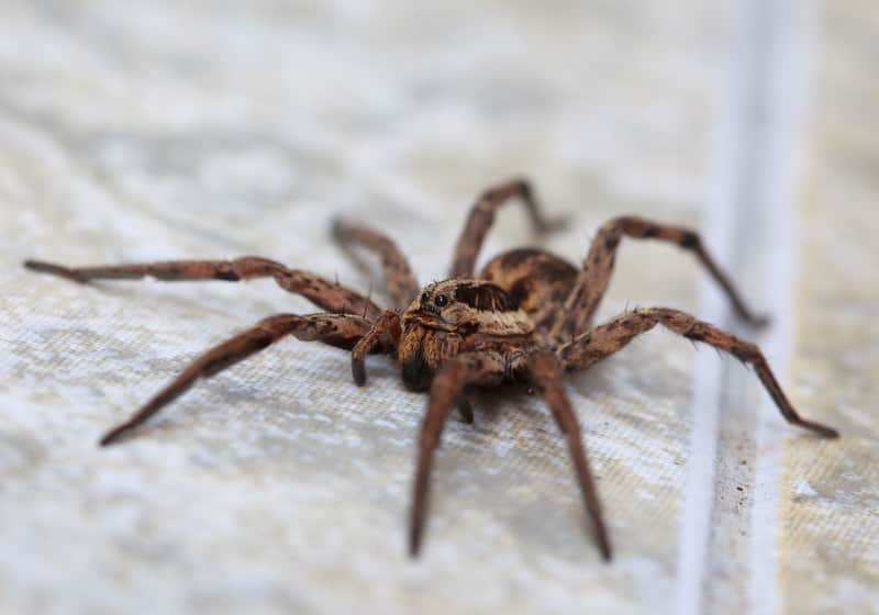 wolf spider