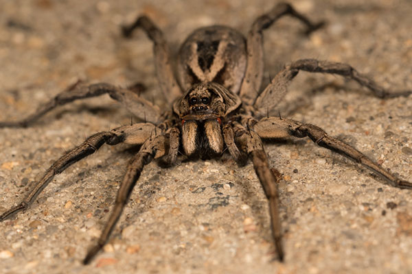 wolf spider