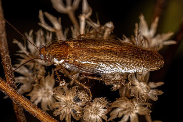 wood roach