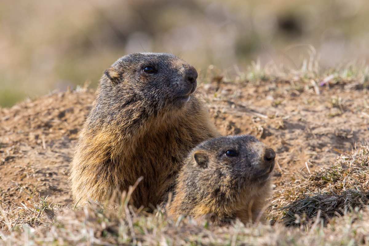 two groundhogs emerging from burrow