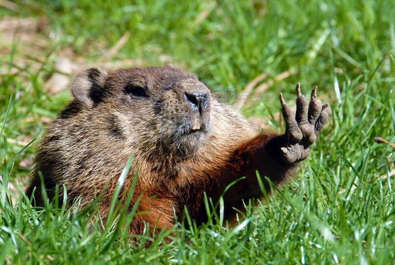 groundhog holding its paw up