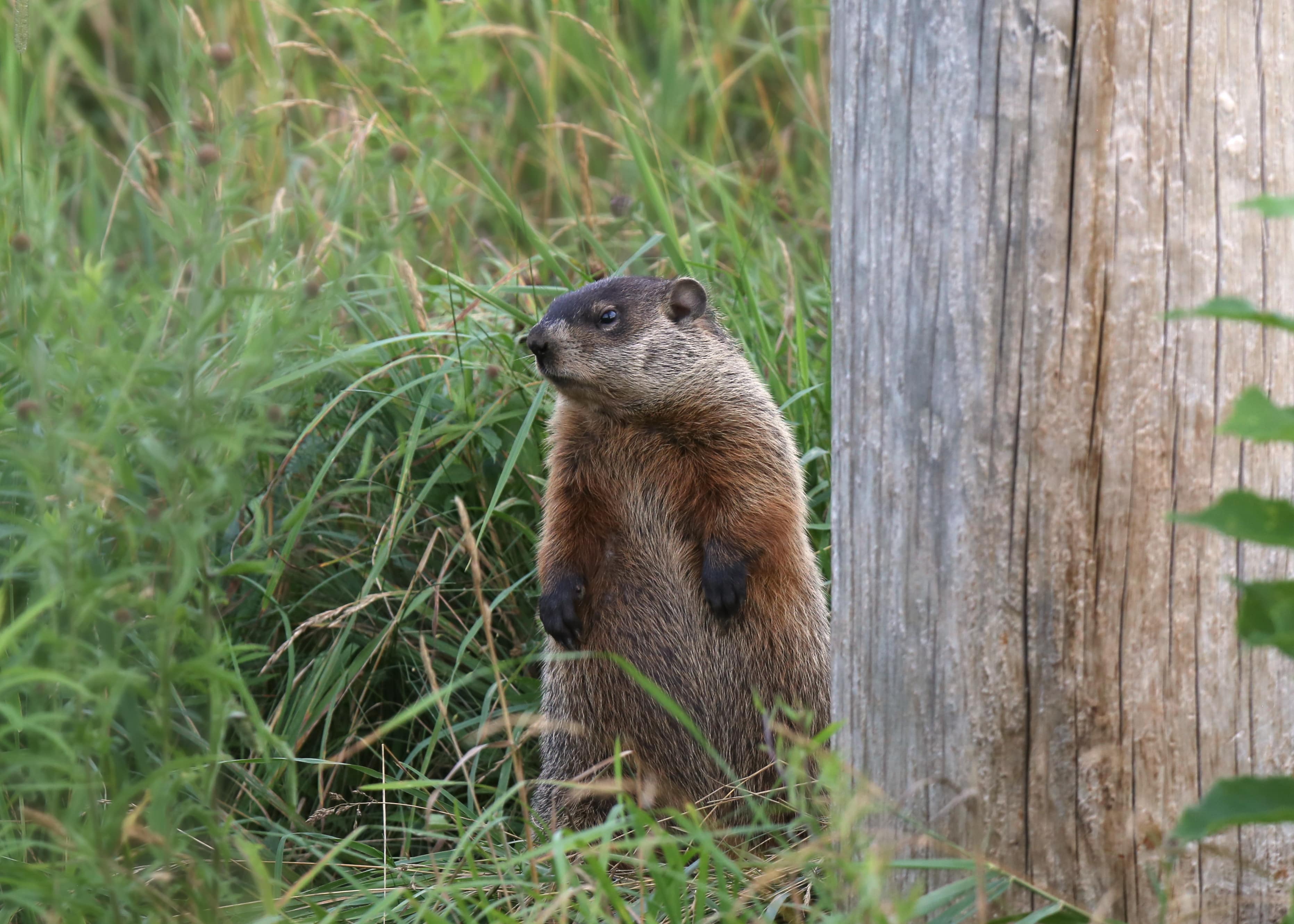 groundhog standing on hind legs