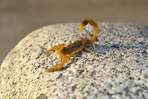 yellow scorpion
