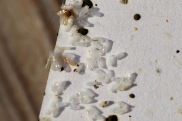 Bed bug eggs