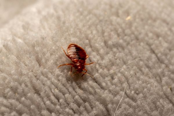 Live bed bugs