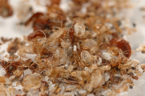Bed bug shells or molted skins