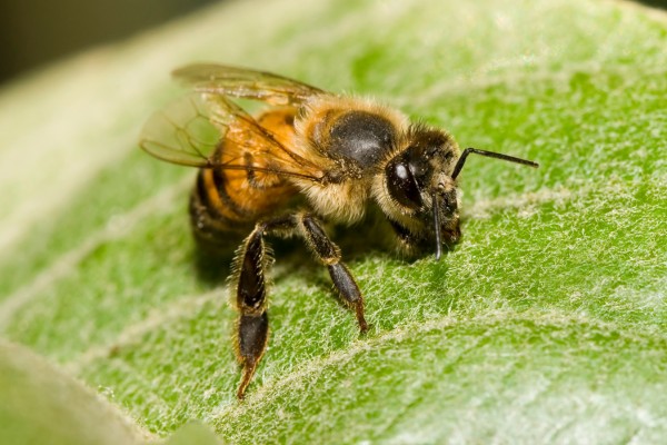 Africanized honey bees on a leaf