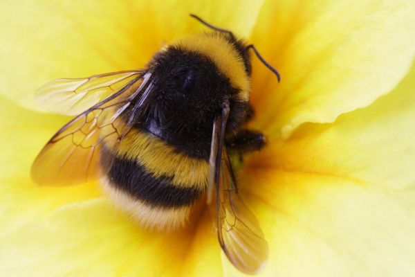 Bumble bees on a yellow flower