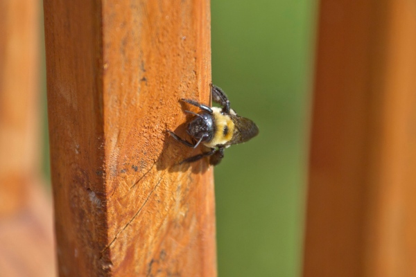 Carpenter bees on a piece of wood