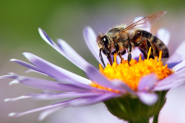 European honey bees on a purple flower