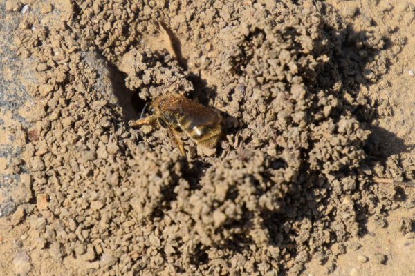 Ground bees on the dirt