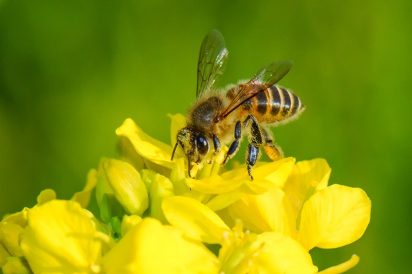 Japanese honey bee on yellow flowers