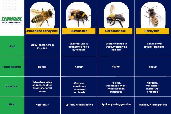 chart of common bee types