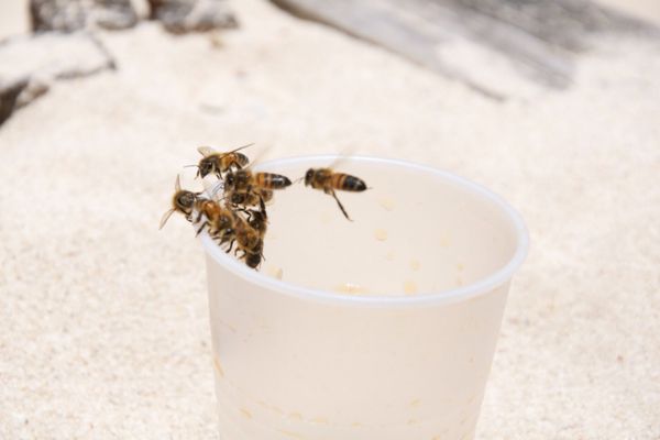 bees on a plastic cup