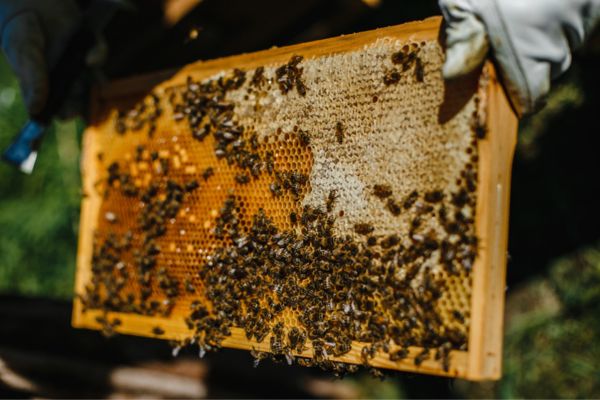 Bee board being removed for relocation