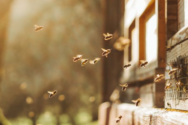 Bee swarm flying 