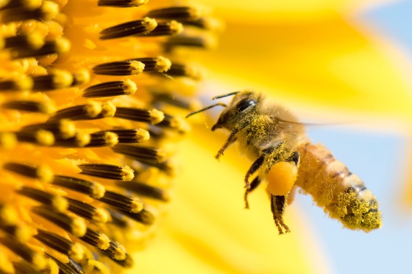 up close bee gathering pollen from a flower