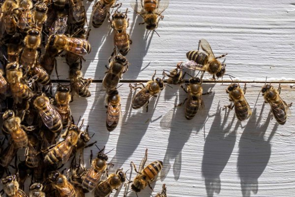 bees on a house