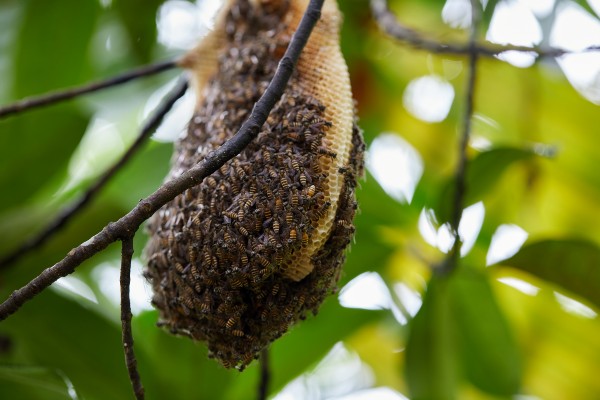 Bee colony nest