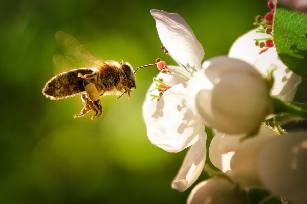 a bee flying towards a white flower