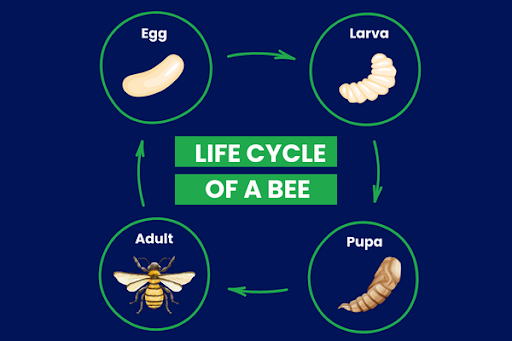 diagram of the four stages of the bee life cycle: egg, larvae, pupa and adult