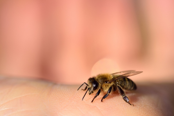 bee on a human