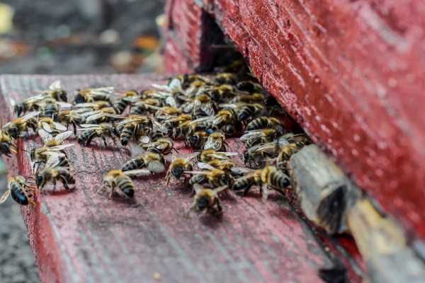 bee colony combined in a nest life