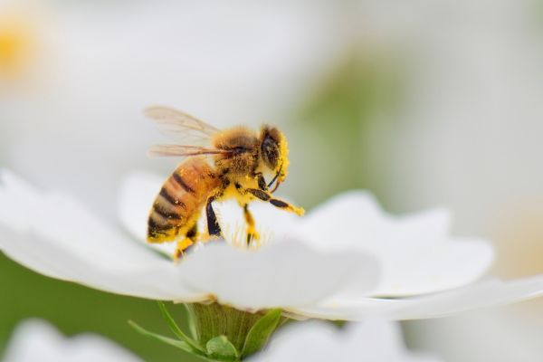 bee on white flower
