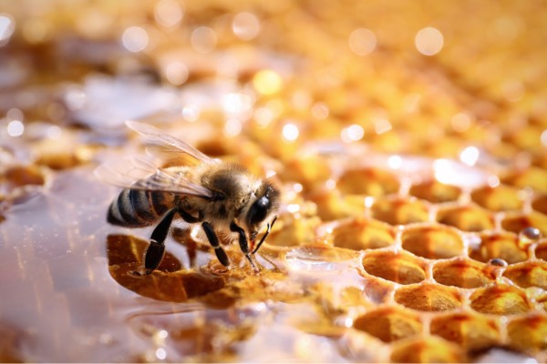 bee in honey on a honey comb