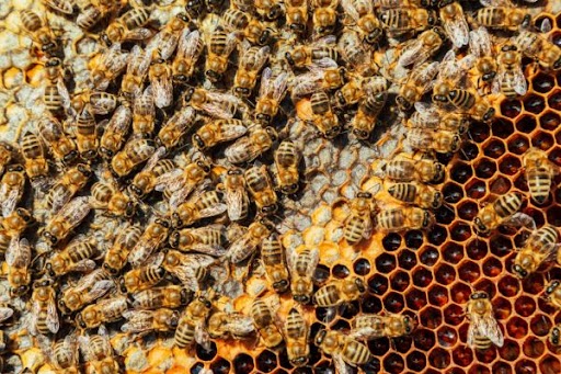 bees on honey comb