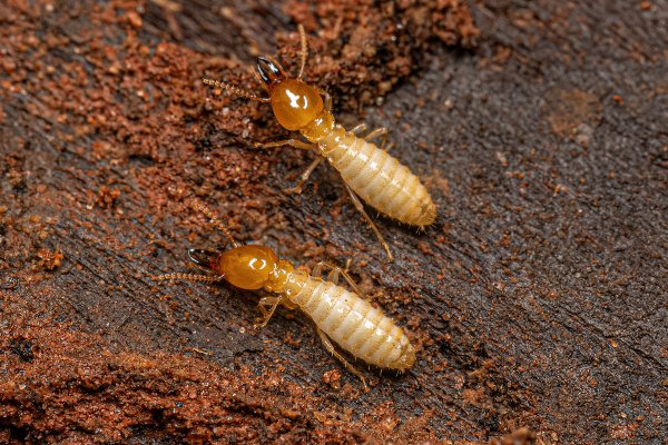 Bug facts - termites