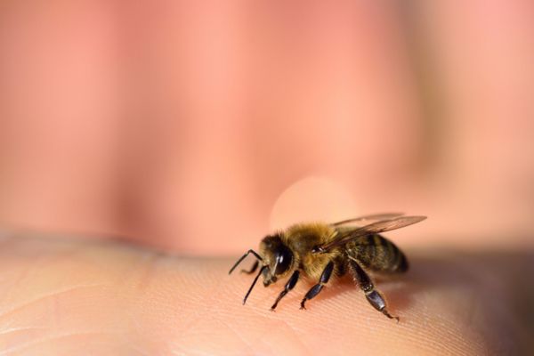 bee on a hand