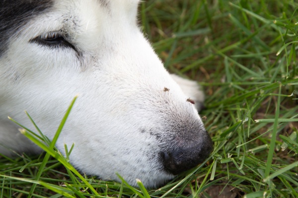 mosquito on a white dogs nose