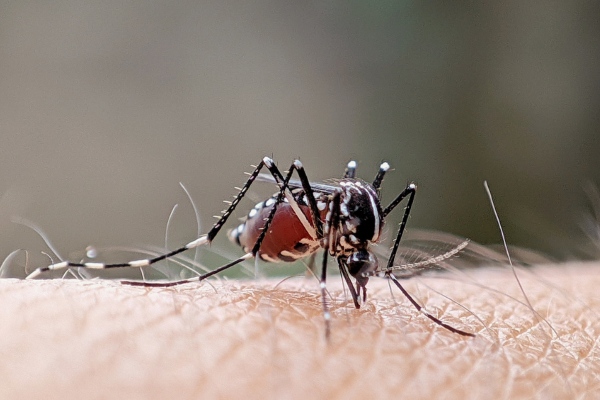 Mosquito on human