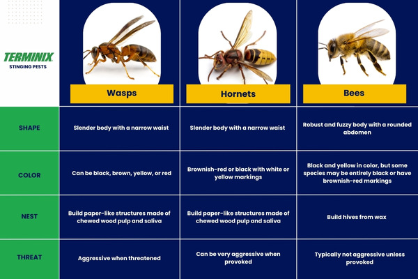 chart comparing wasps, hornets, and bees