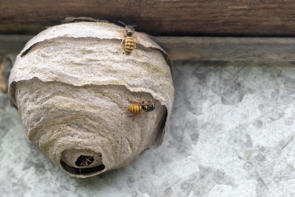 wasps nests with a few wasps on a house