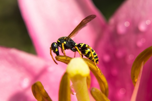 stinging pest on a pink flowers stems