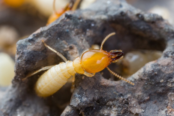 termite