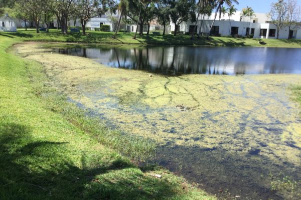 algea in pond
