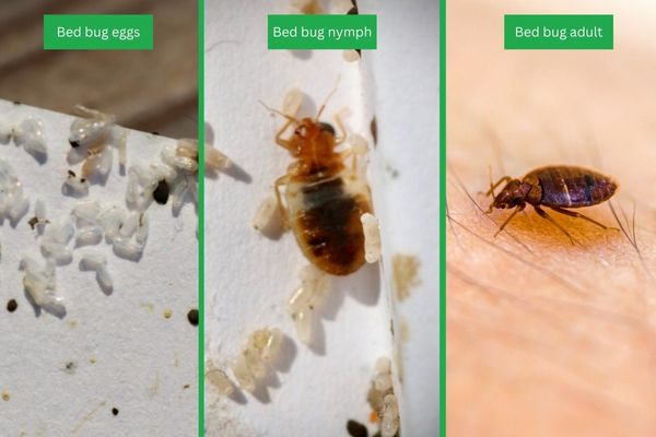 bed bug eggs