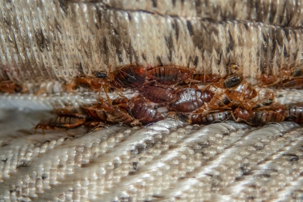 bed bugs on a couch